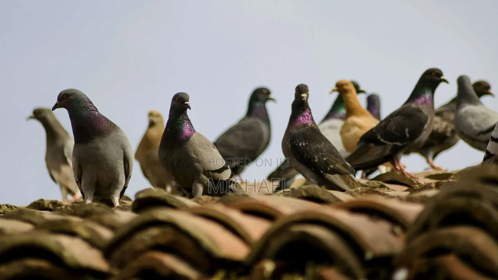 Healthy and Strong Pigeons