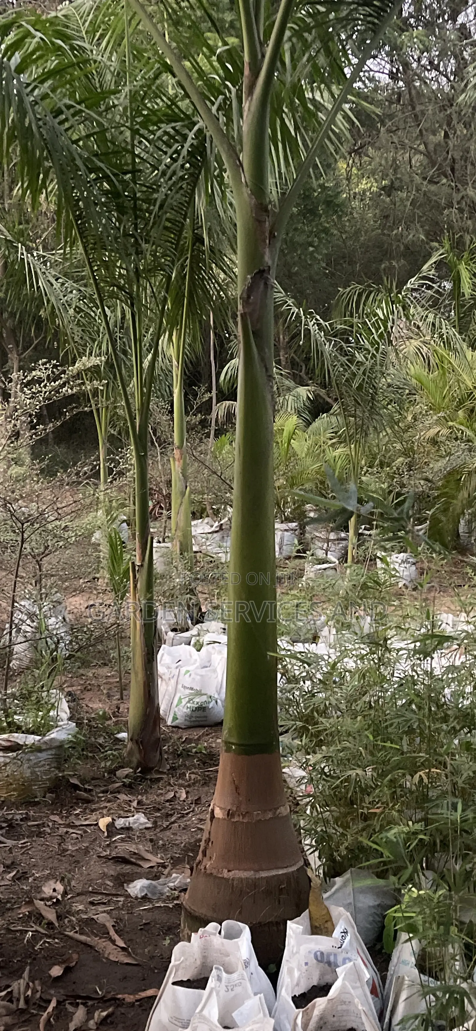 Grown Royal Palm
