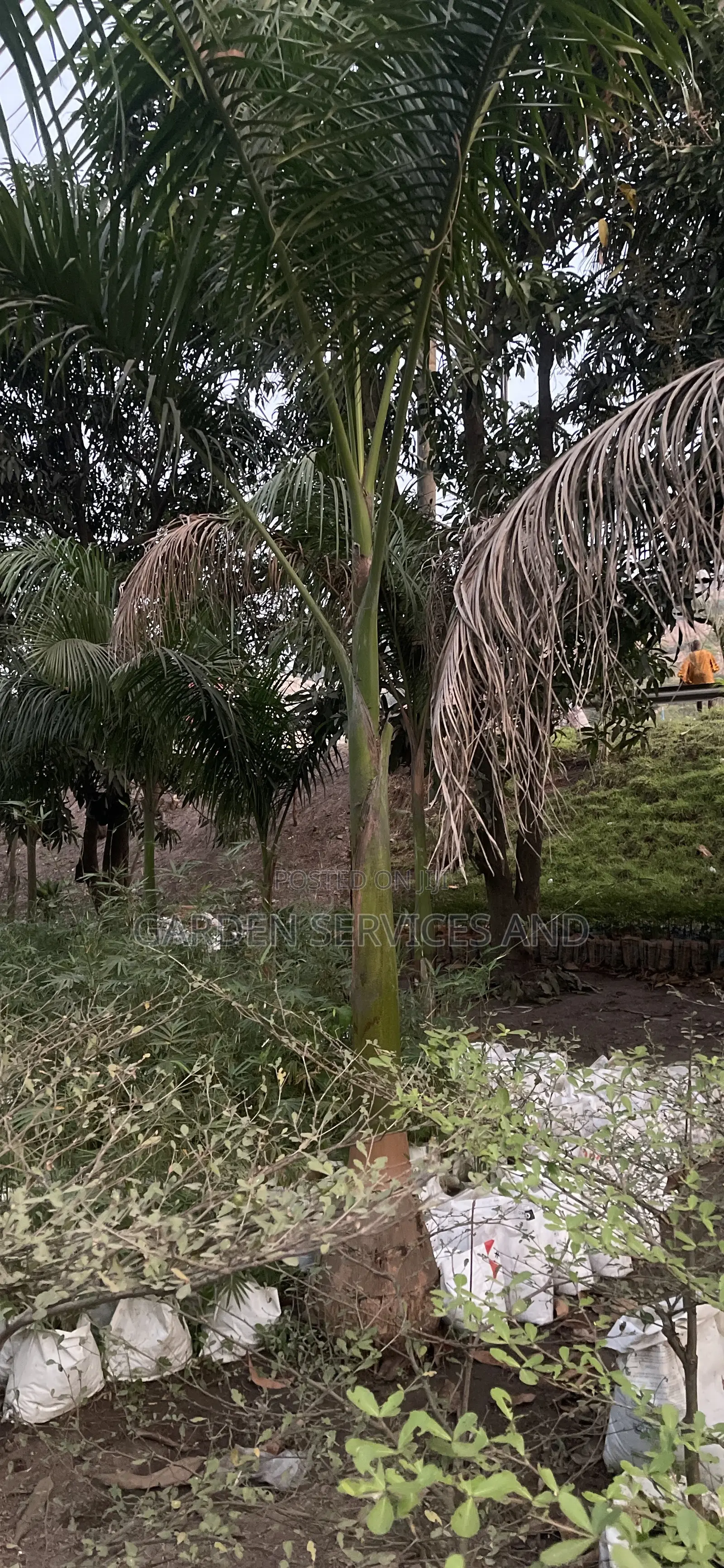 Grown Royal Palm