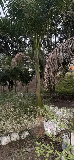 Grown Royal Palm