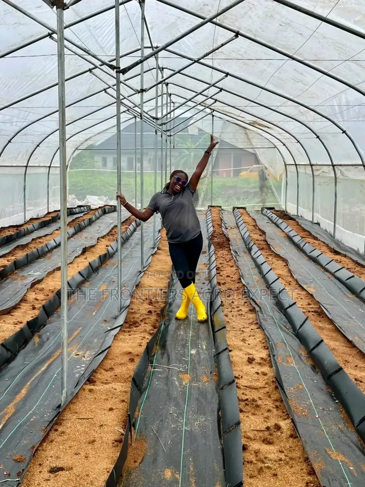 Commercial Greenhouse Farm