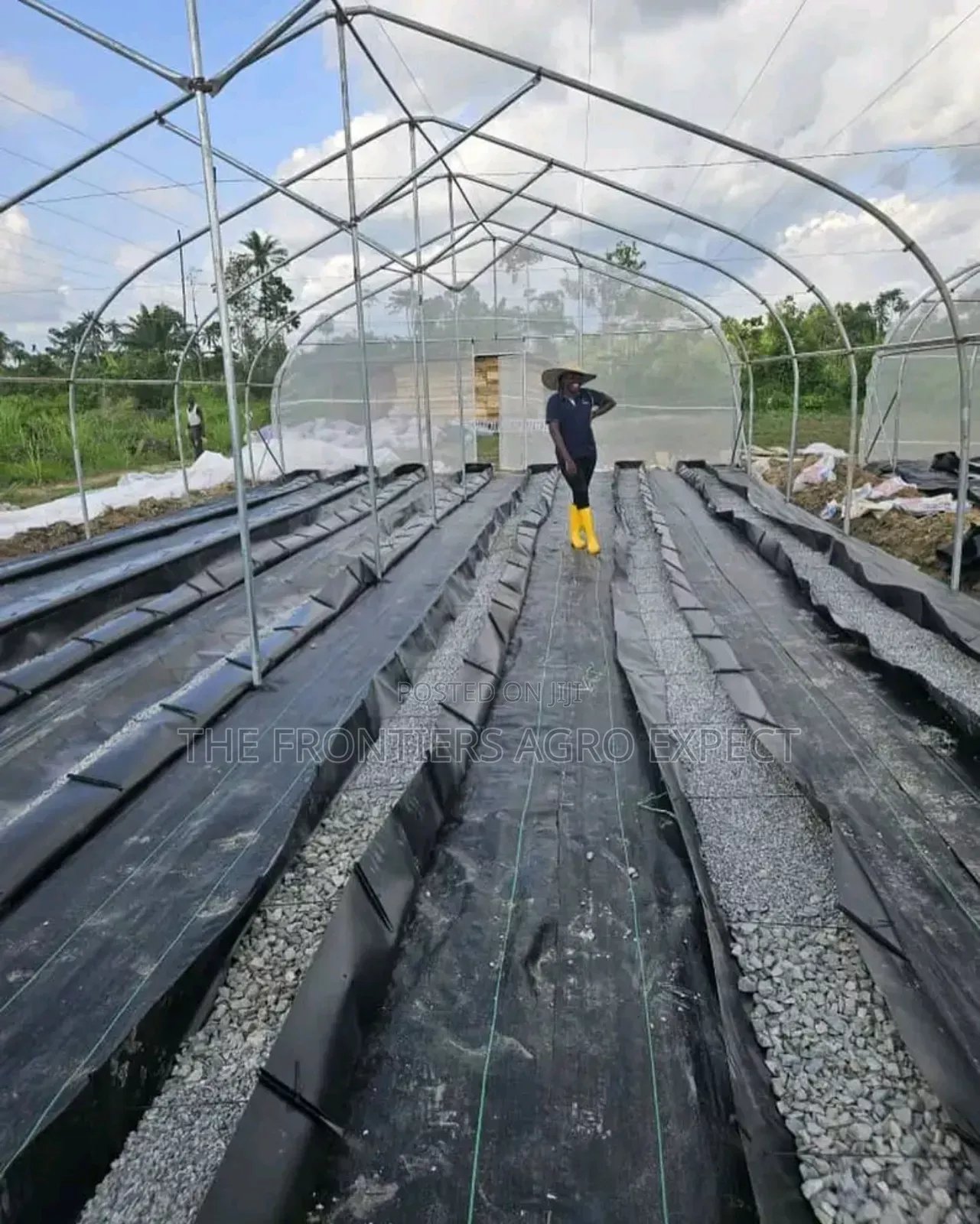 Commercial Greenhouse Farm