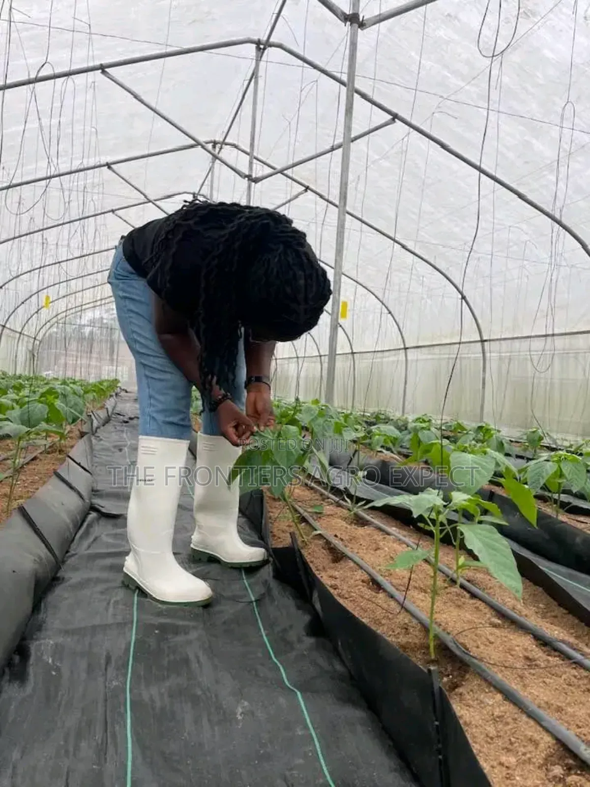 Commercial Greenhouse Farm