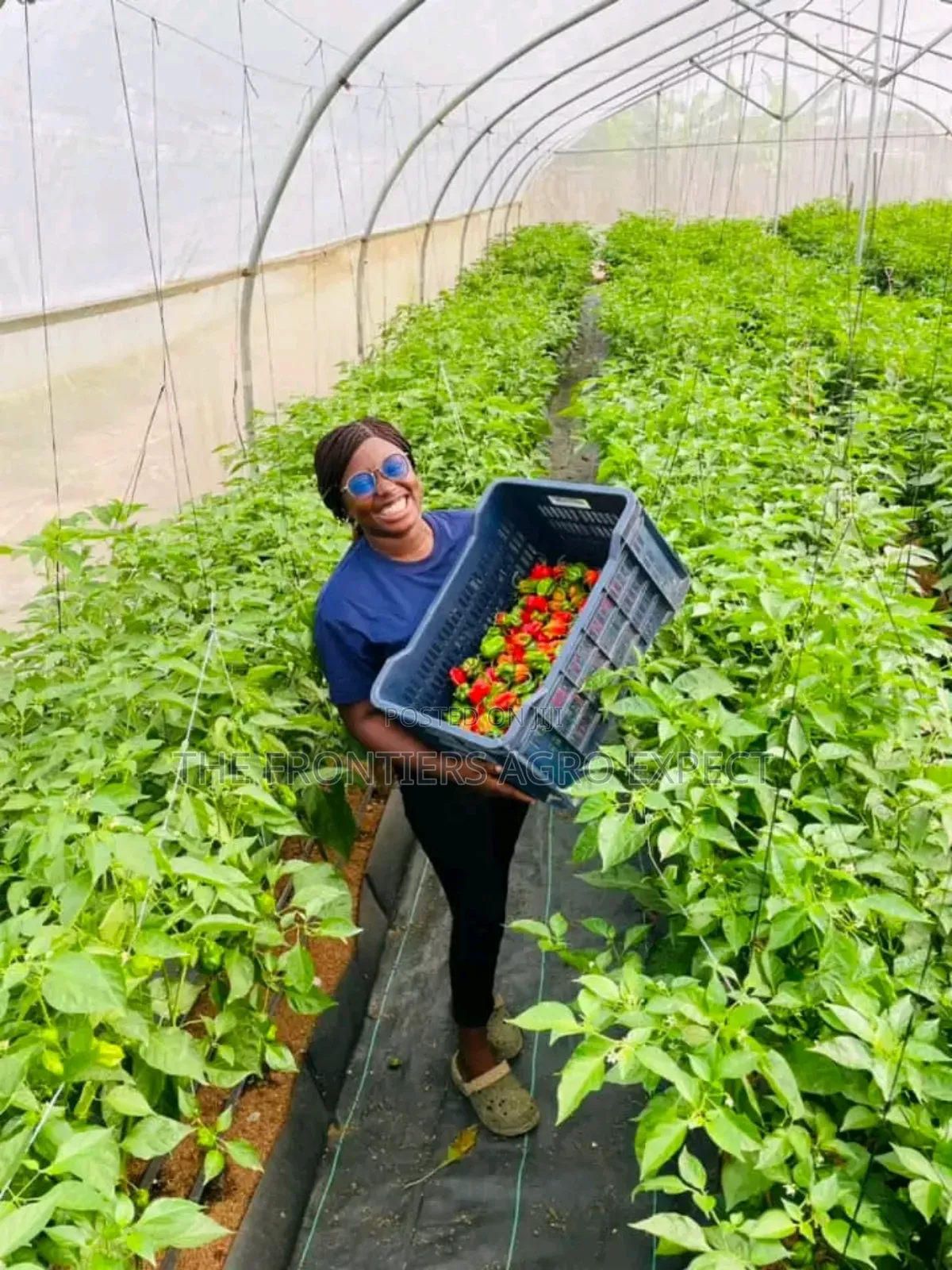 Commercial Greenhouse Farm
