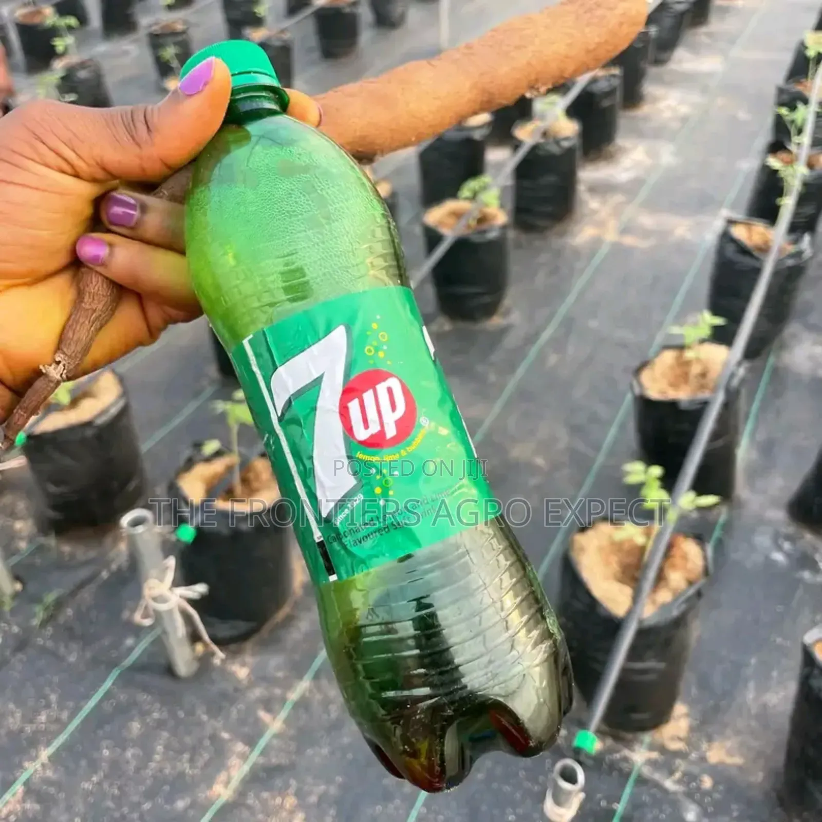 Commercial Greenhouse