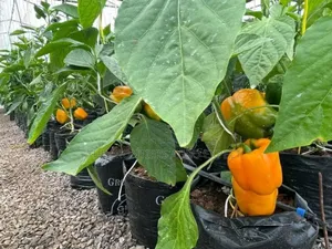 Commercial Greenhouse