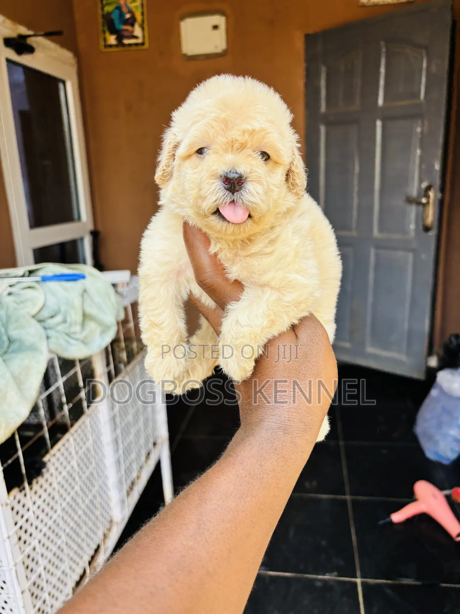 1-3 months Male Purebred Poodle