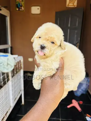 1-3 months Male Purebred Poodle