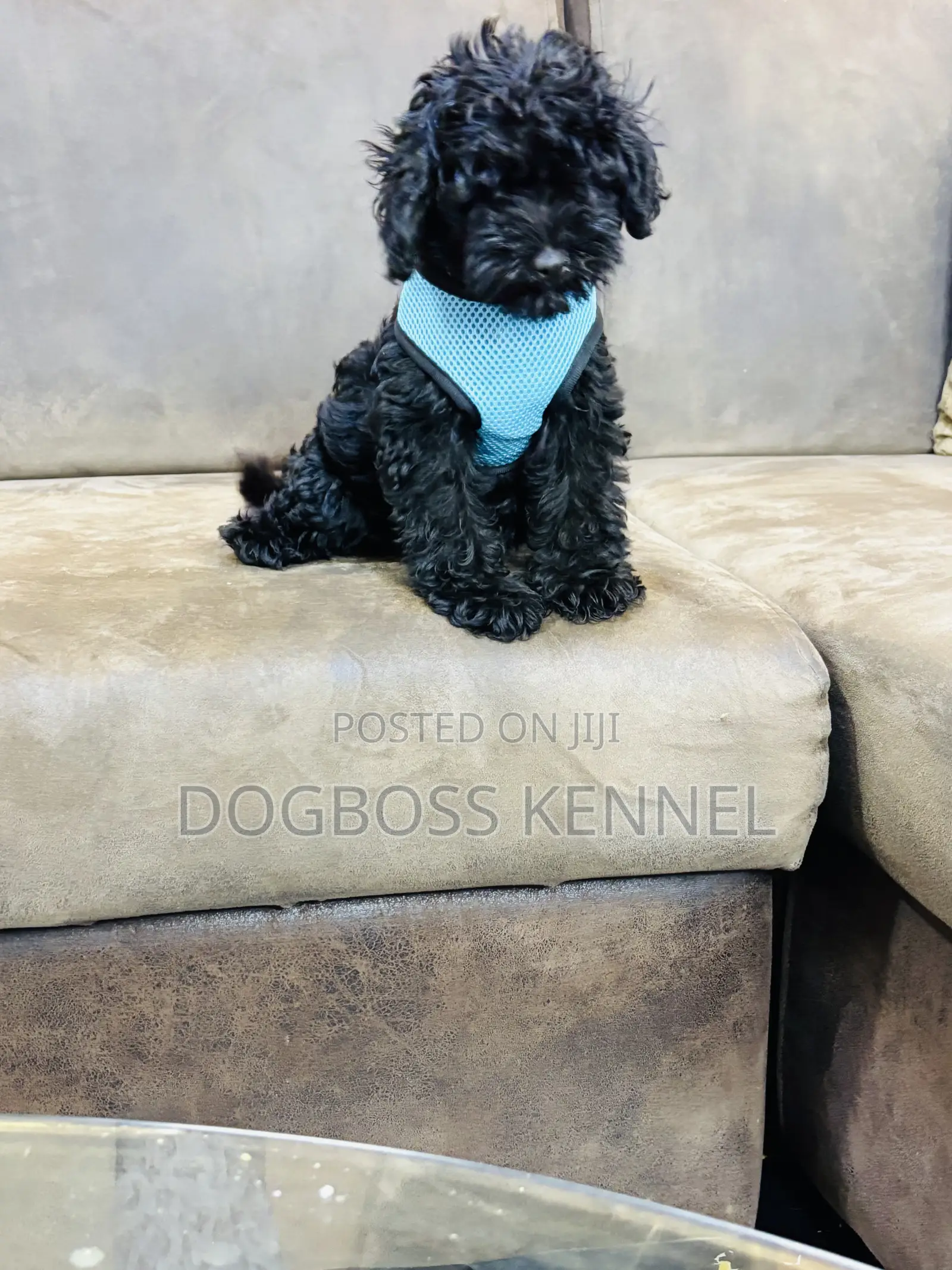 1-3 months Female Purebred Poodle