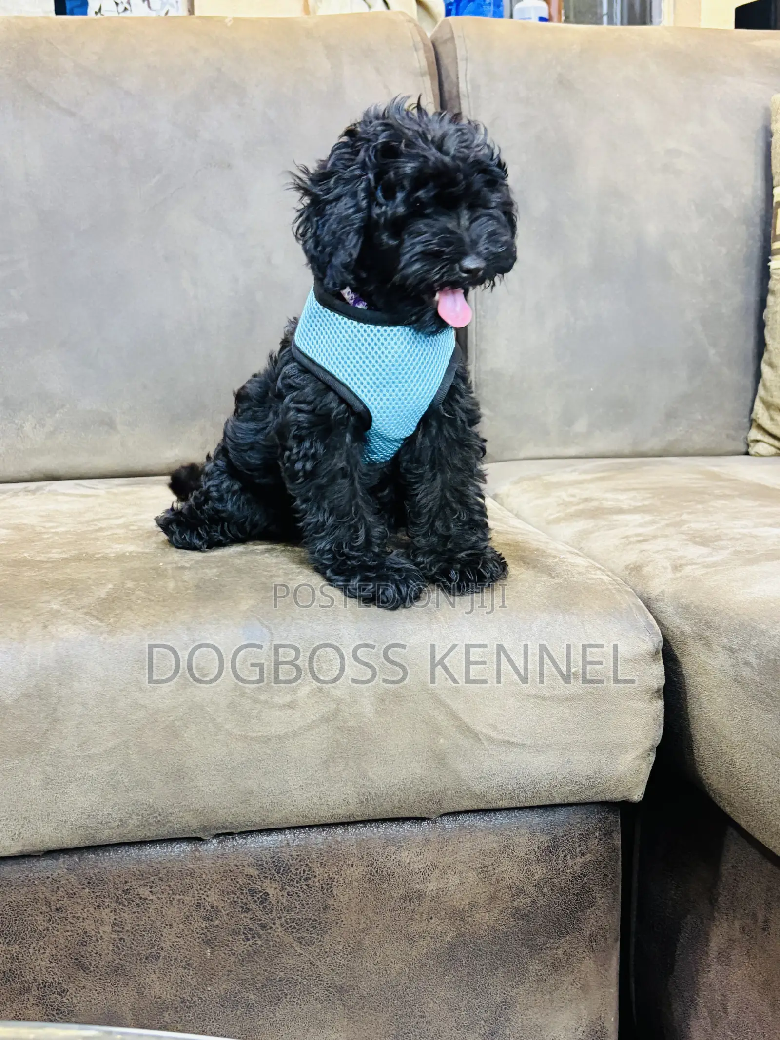 1-3 months Female Purebred Poodle