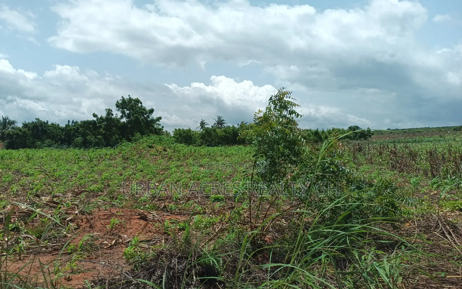 BONO EAST REGION, (TECHIMAN) _ 40,000+ Acres Farmland