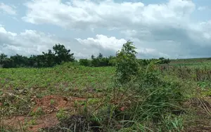 BONO EAST REGION, (TECHIMAN) _ 40,000+ Acres Farmland