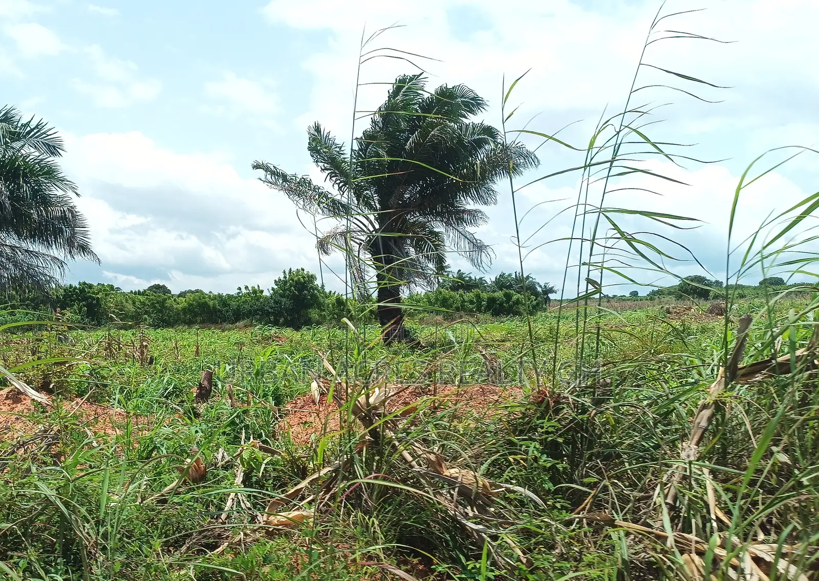 BONO EAST REGION, (TECHIMAN) _ 40,000+ Acres Farmland