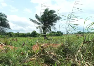 BONO EAST REGION, (TECHIMAN) _ 40,000+ Acres Farmland
