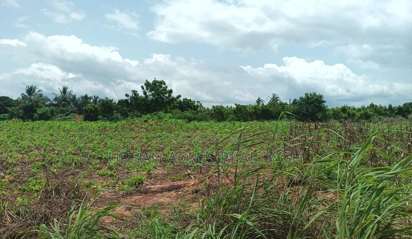 BONO EAST REGION, (TECHIMAN) _ 40,000+ Acres Farmland