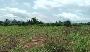 BONO EAST REGION, (TECHIMAN) _ 40,000+ Acres Farmland