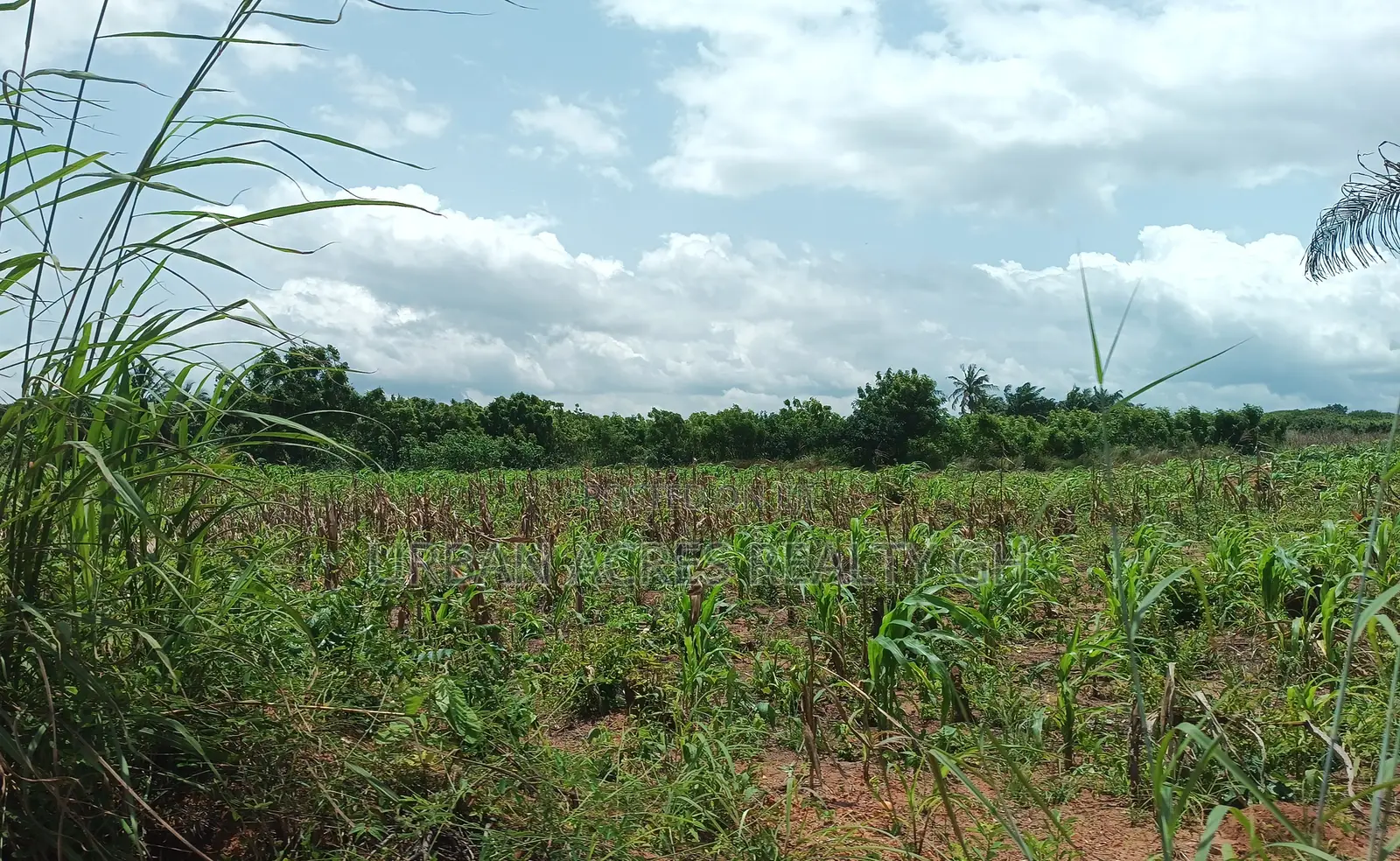BONO EAST REGION, (TECHIMAN) _ 40,000+ Acres Farmland