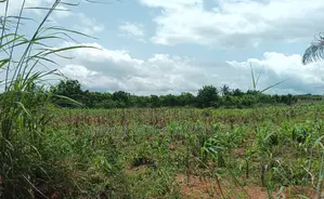 BONO EAST REGION, (TECHIMAN) _ 40,000+ Acres Farmland