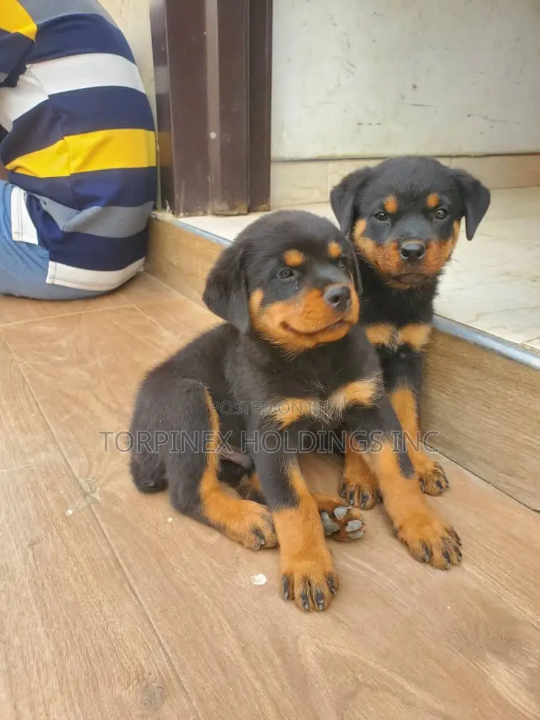 1-3 months Male Purebred Rottweiler