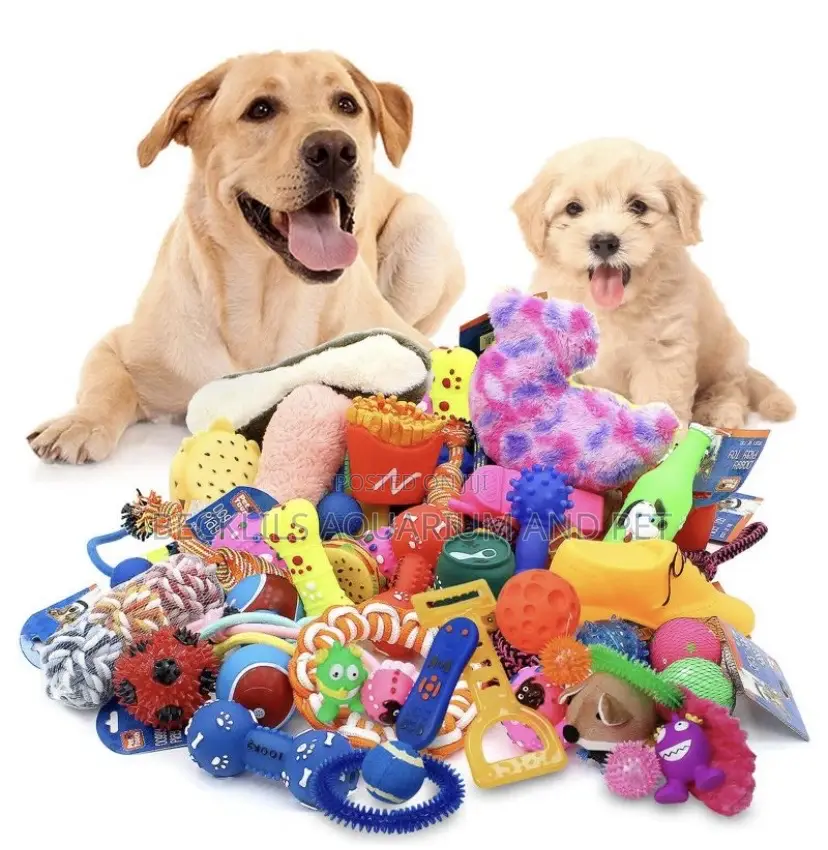 Dog Playing Toys