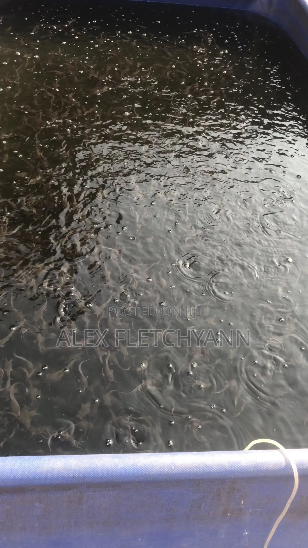Catfish Fingerlings And Juveniles (From 80 Pesewas)