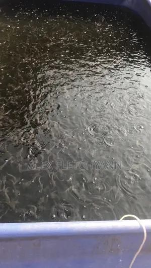 Catfish Fingerlings And Juveniles (From 80 Pesewas)