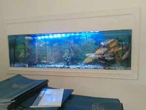 Wall Unit Aquarium