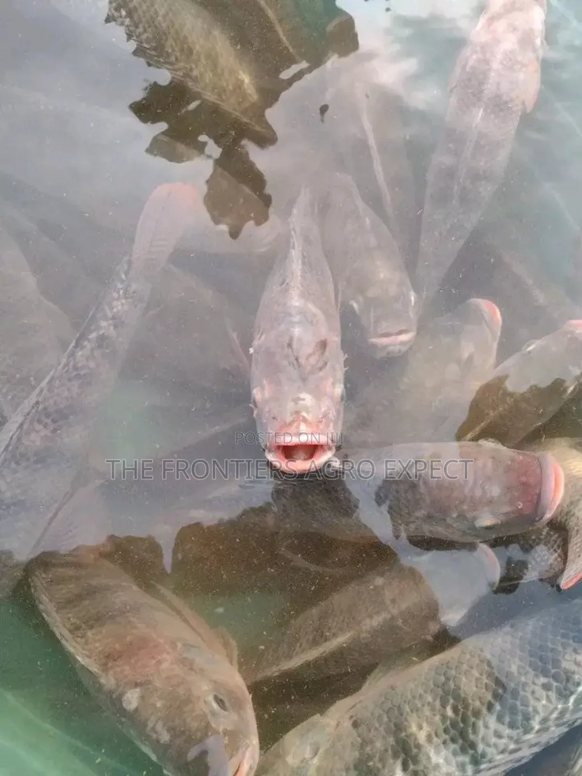 Tilapia Earthen Pond