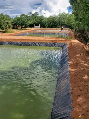 Earthen Pond for Catfish / Tilapia