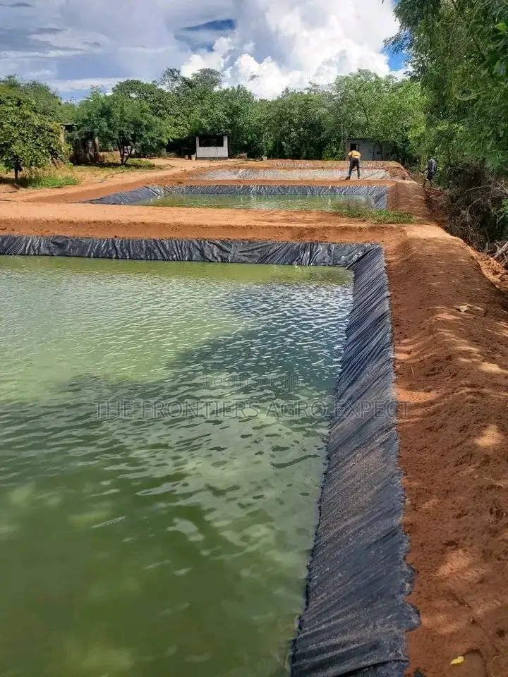 Earthen Pond for Catfish / Tilapia