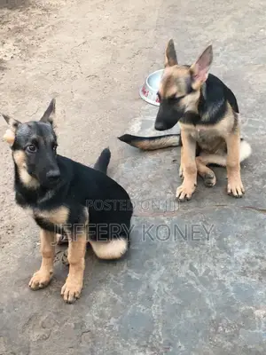 3-6 months Female Purebred German Shepherd