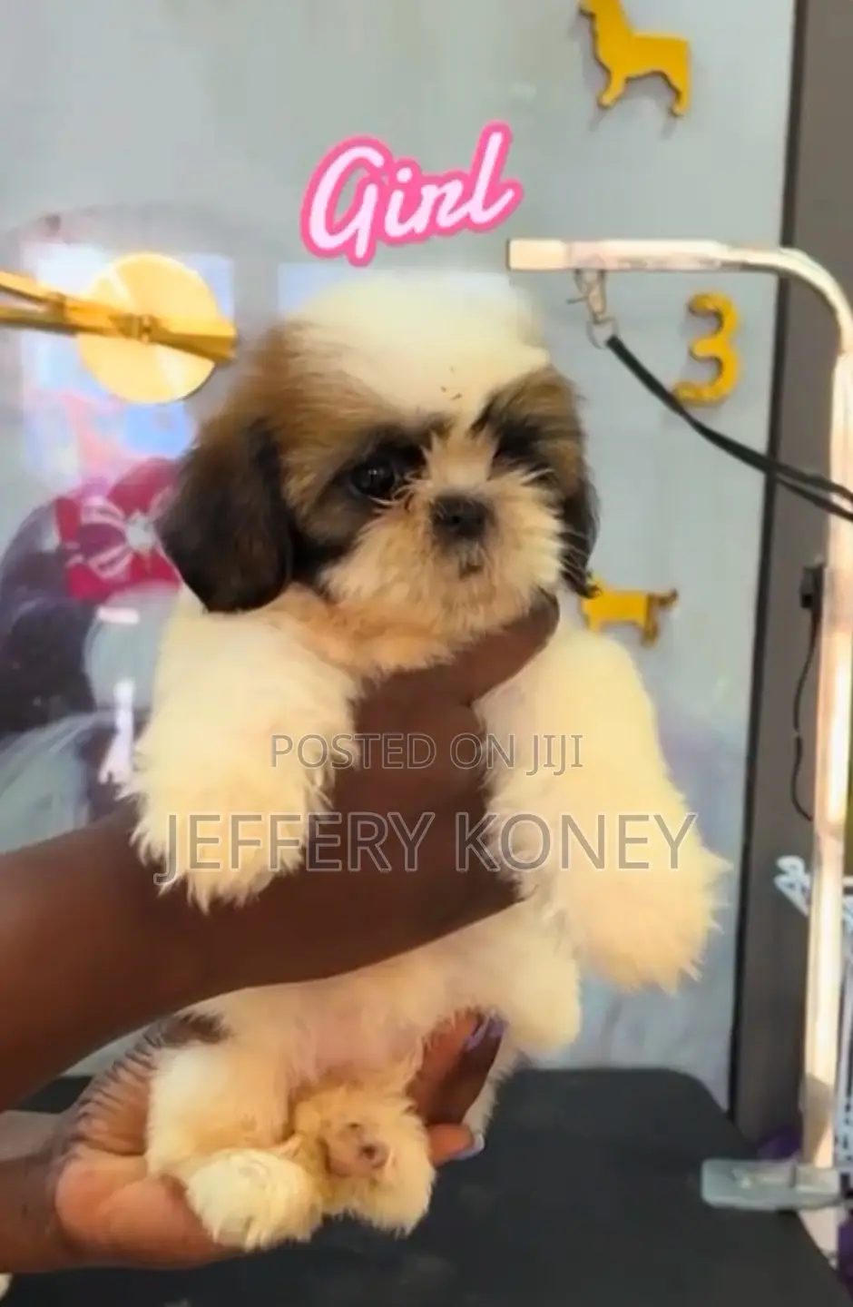 1-3 months Female Purebred Shih Tzu