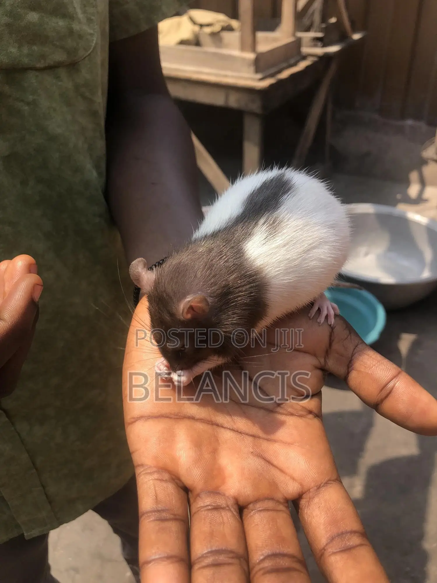 Pet Rats Very Friendly and Humble