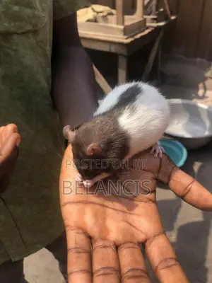 Pet Rats Very Friendly and Humble