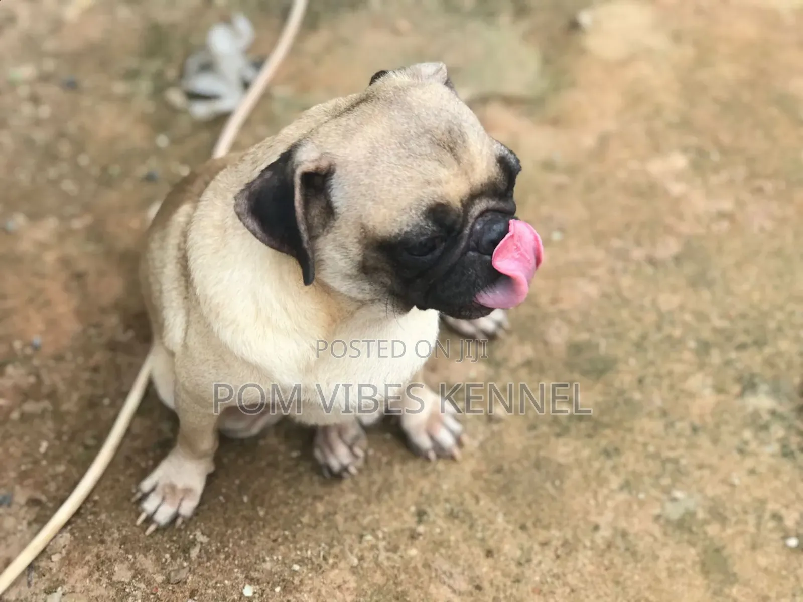 1+ year Male Purebred Pug