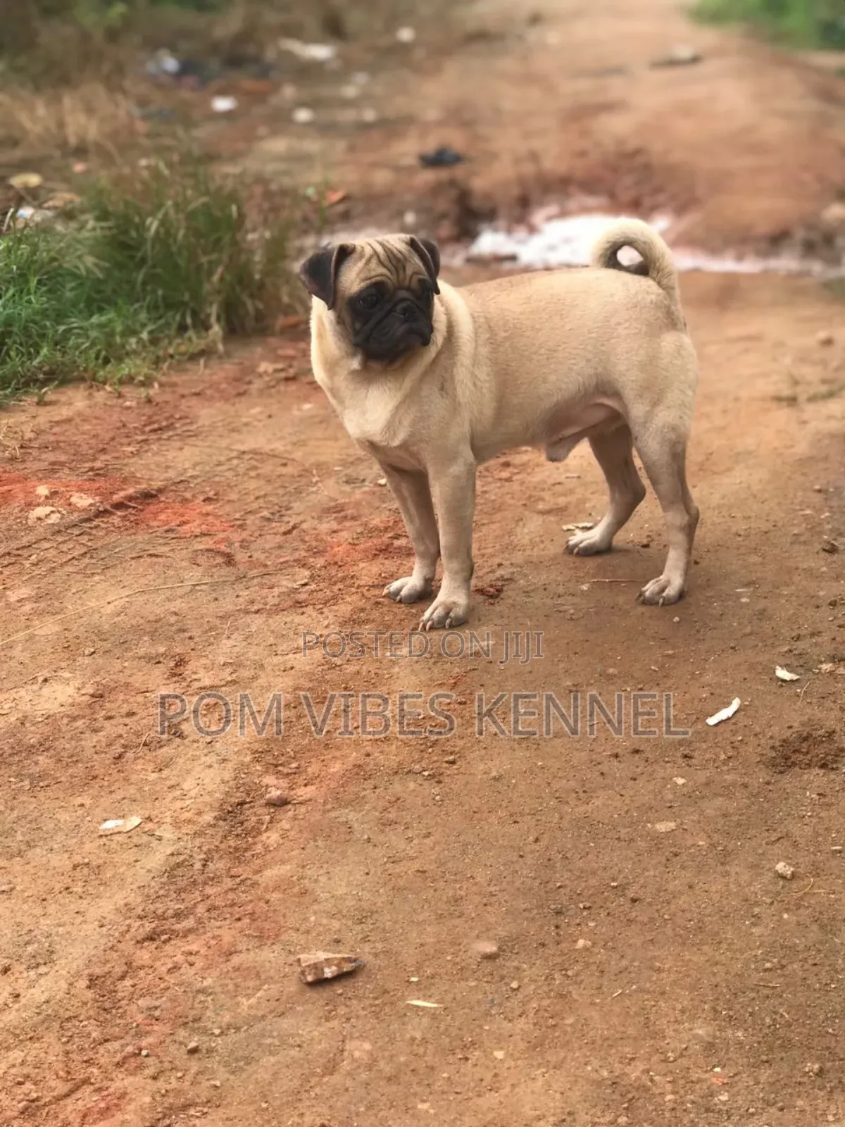 1+ year Male Purebred Pug