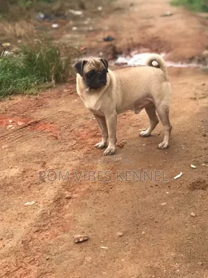 1+ year Male Purebred Pug