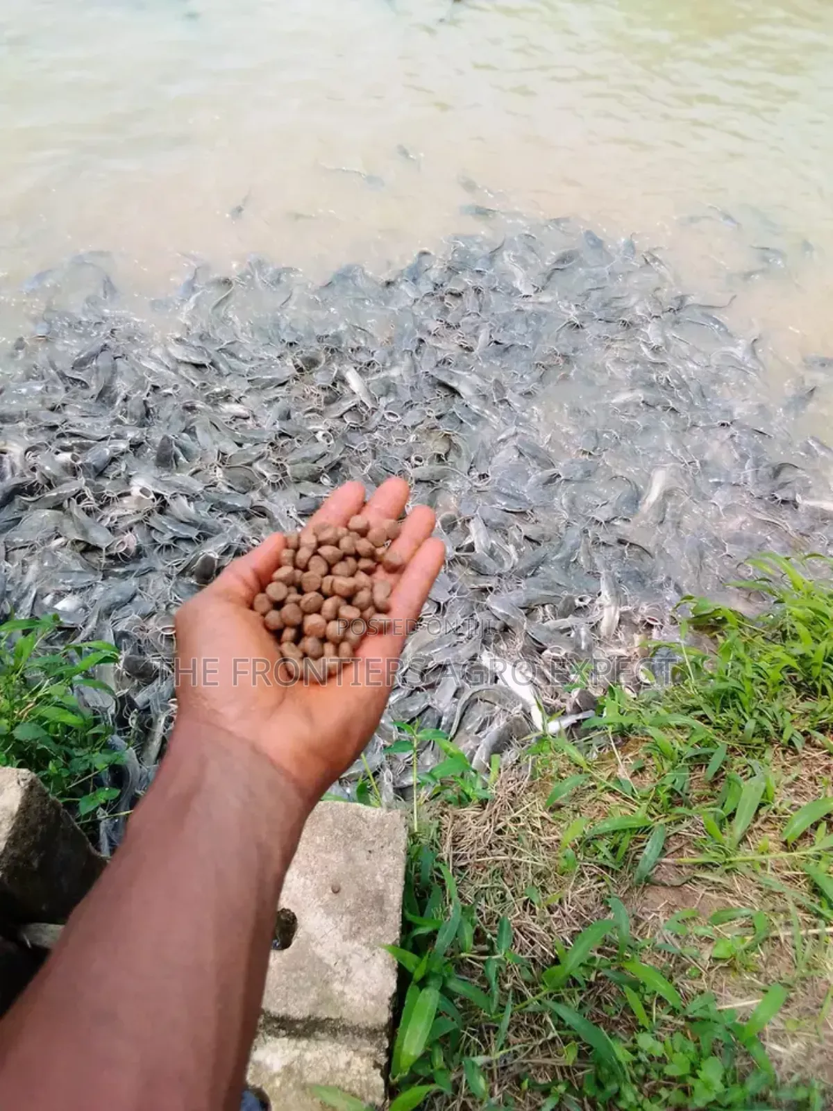 Catfish Earthen Pond