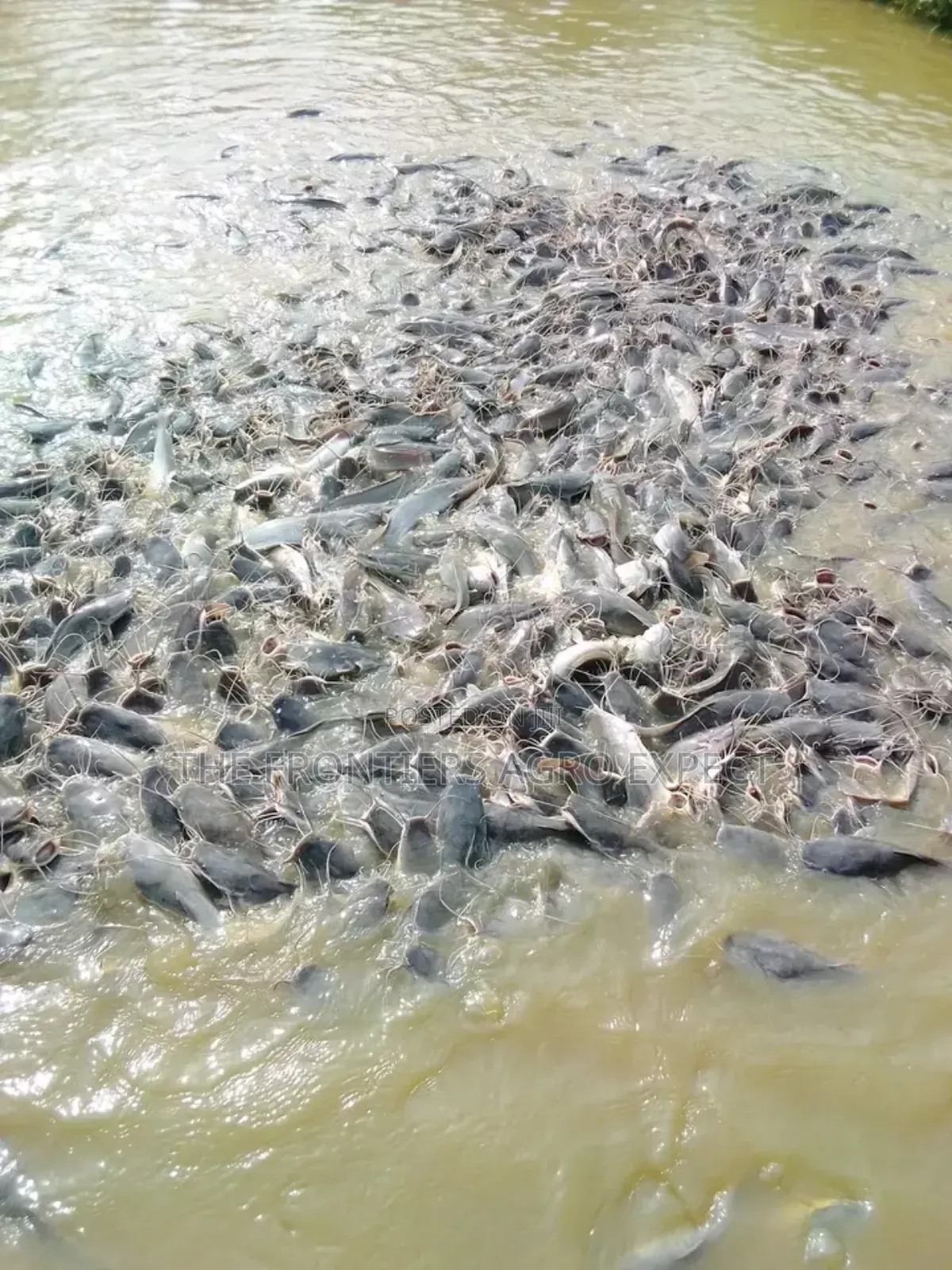Catfish Earthen Pond