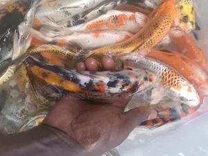 Koi Fishes