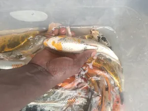 Koi Fishes