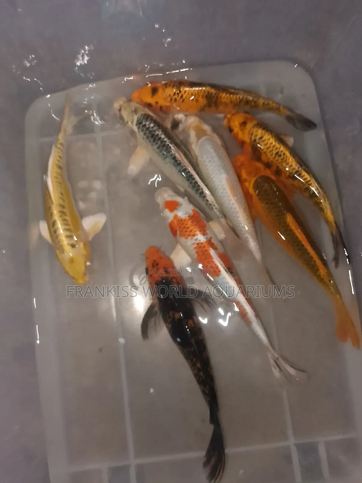 Koi Fishes