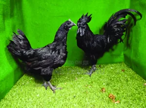 Ayam Cemani (Pair)