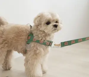 Harness With Leash For Small Dogs