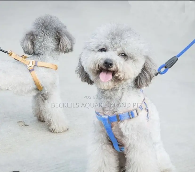 Harness With Leash For Small Dogs