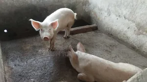 3plots of Land, 38pigs, 10rooms of Pig Structure, 1bed Room