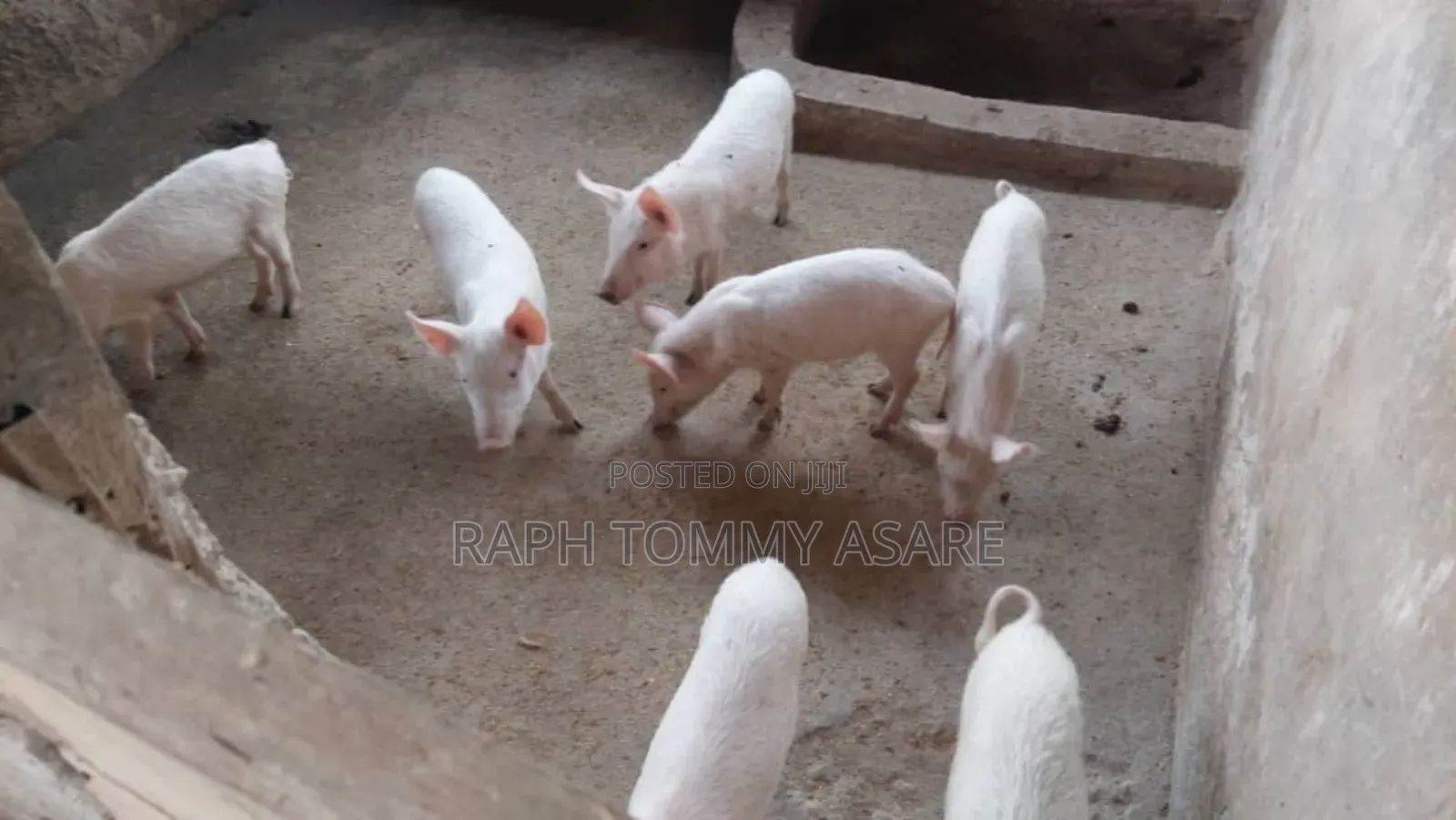 3plots of Land, 38pigs, 10rooms of Pig Structure, 1bed Room