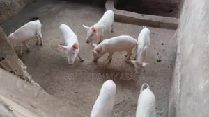 3plots of Land, 38pigs, 10rooms of Pig Structure, 1bed Room