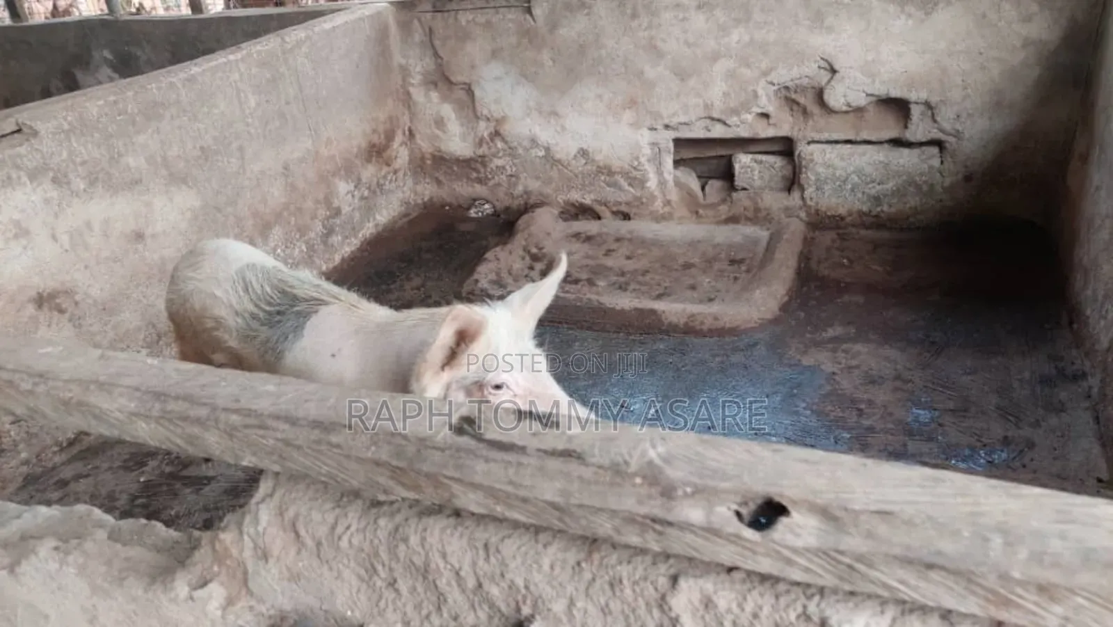 3plots of Land, 38pigs, 10rooms of Pig Structure, 1bed Room