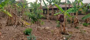 3plots of Land, 38pigs, 10rooms of Pig Structure, 1bed Room